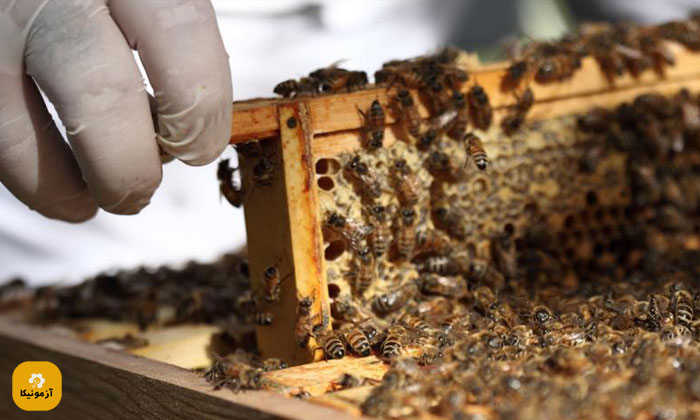 ویژگی های رشته پرورش زنبور عسل (زنبورداری) چیست؟ از قدم صفر تا درآمد