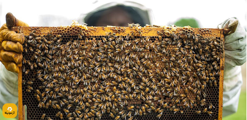 نمونه سوالات پرورش زنبور عسل [ زنبورداری ] فنی و حرفه ای