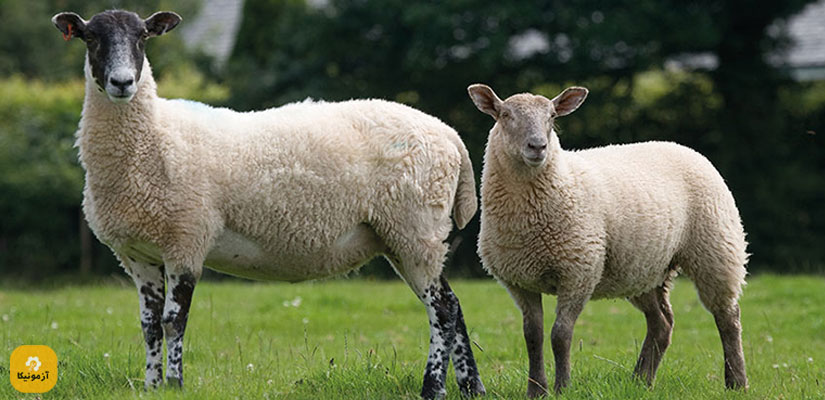 نمونه سوالات پرورش دهنده گوسفند فنی و حرفه ای