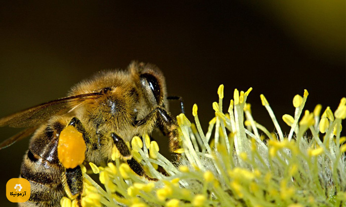آموزش گرفتن زهر زنبور عسل