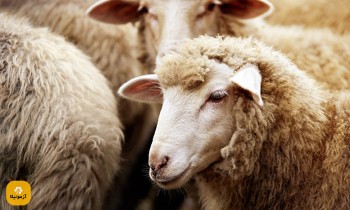 نمونه سوالات پرورش دهنده گوسفند فنی و حرفه ای