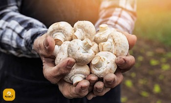 نمونه سوالات پرورش قارچ دکمه ای فنی و حرفه ای